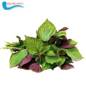 Rau Tía tô