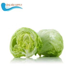 Cải Xà lách búp