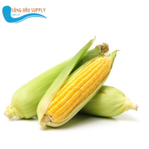 Quả Bắp (ngô) Mỹ