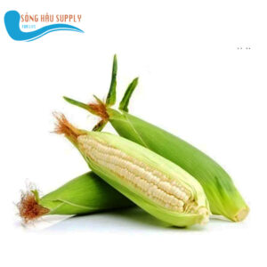 Quả Bắp (ngô) nếp
